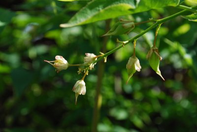 Staphylea pinnata - klokoč zpeřený - pupen květ